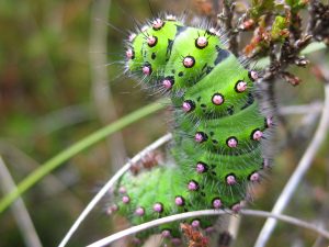 Caterpillar