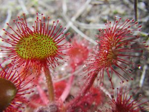 Sundew