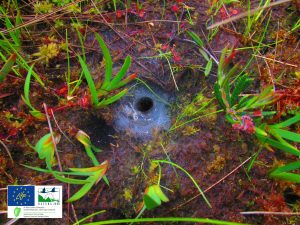 LIFE on the Bog