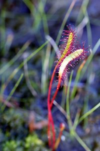 Sundew