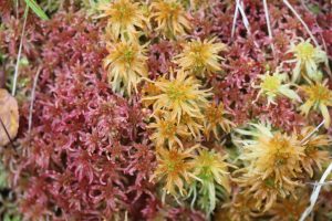 Sphagnum moss