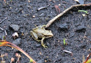 Common Frog