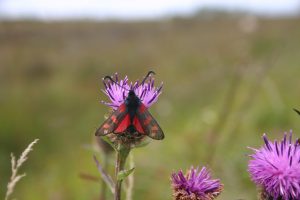 Moth on Thistle