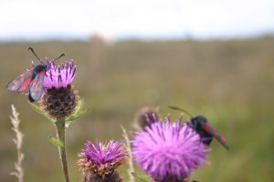 Moth on Thistle