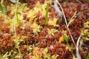 Sphagnum Mosses