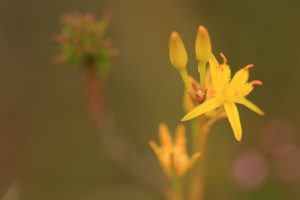 Bog Asphodel