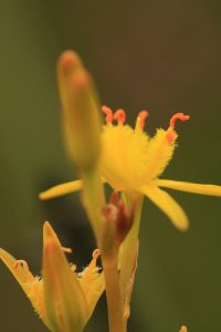 Bog Asphodel