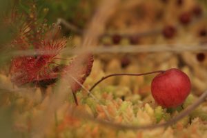 Bog Cranberry