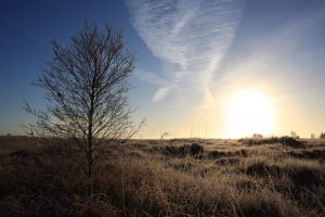 Killyconny Bog