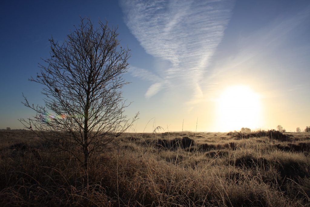 A raised bog