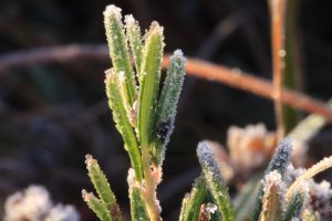 Bog Rosemary