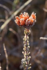 Ice Crystals Forming on Flora