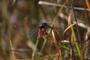 Damselfly