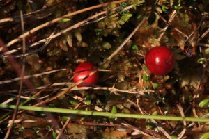 Bog Cranberry