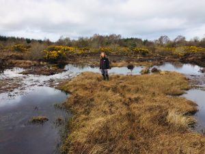 Moyclare Bog Wetland