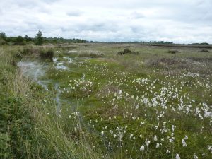 Cutover restoration at Killyconny Bog