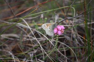 Large Heath Butterfly