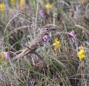 Meadow Pipit