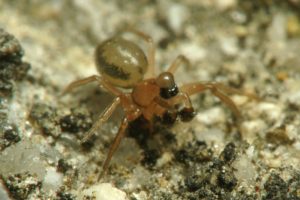 Rare Minicia Marginella Spider