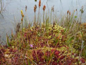 Bog Flora