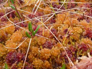 Sphagnum Moss