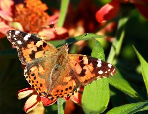 Painted Lady Butterfly