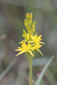 Bog Asphodel