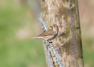 Meadow Pipet (Bird)