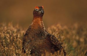 Red Grouse in Heather