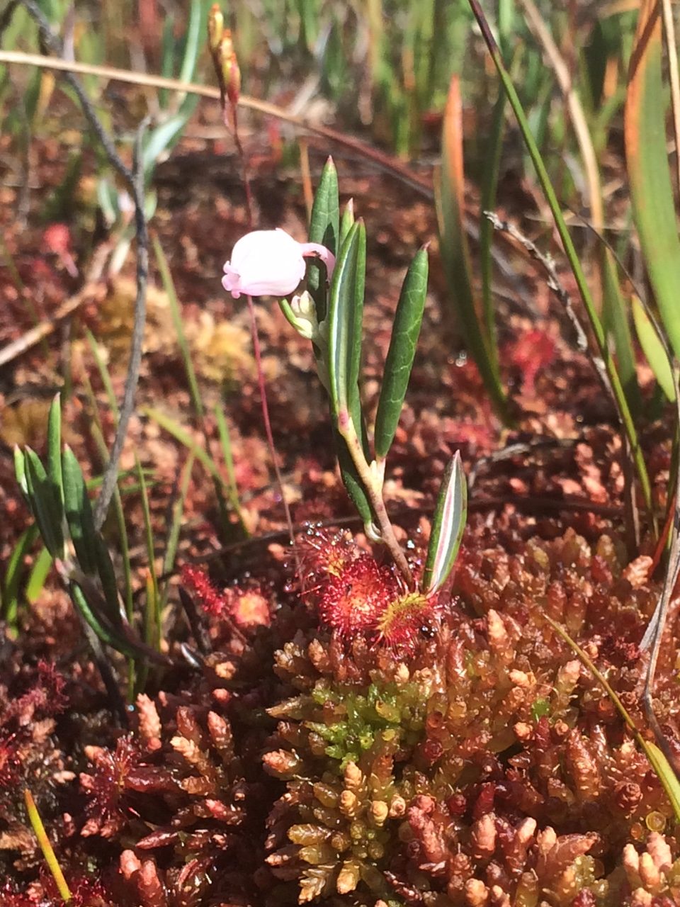 Bog Rosemary