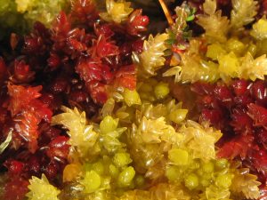 Sphagnum Mosses