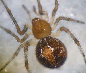 Simitidion Simile - cob weaver