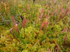 Sphagnum moss and Sundew