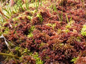 Sphagnum moss