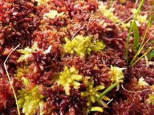 Sphagnum Mosses