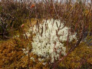 Sphagnum Mosses