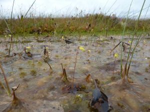 Various Bog Species