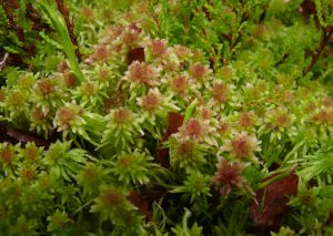 Sphagnum Cuspidatum at Moyclare