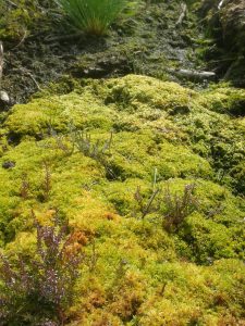 Sphagnum regeneration (after drain blocking)