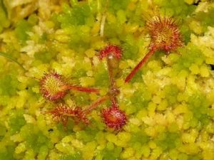 Sundew