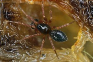Walckenaeria Alticeps (Spider)
