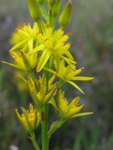 Bog Asphodel