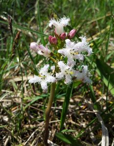 Bog Bean