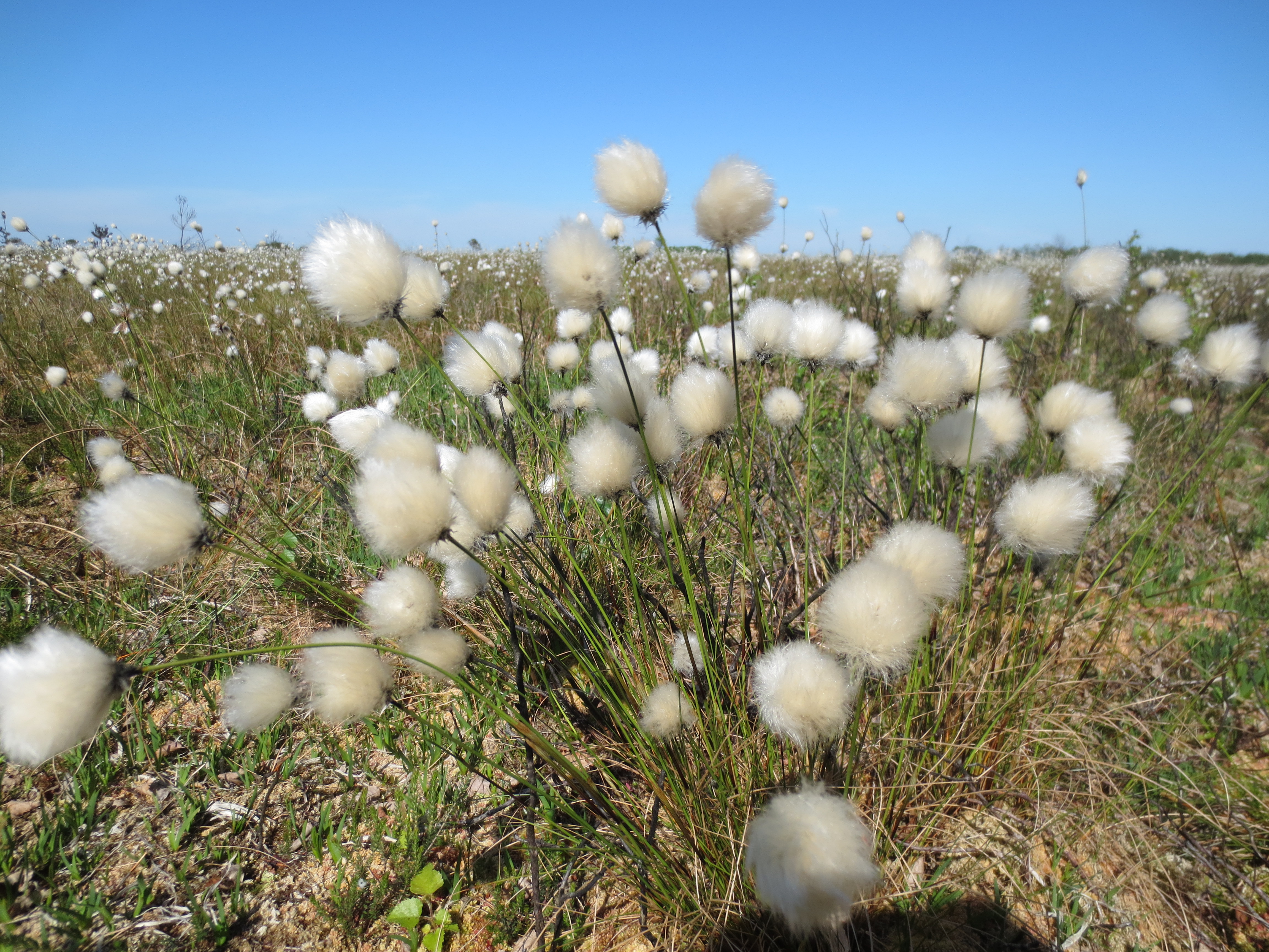 Bog Cotton