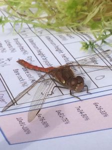 Common Darter Damselfly on Book