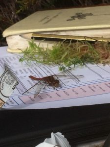 Common Darter Damselfly on Book