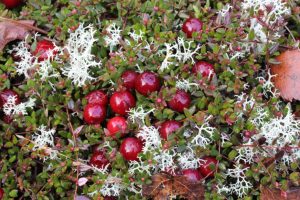 Bog Cranberries