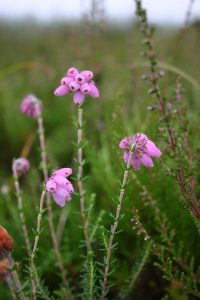 Cross Leaved Heather