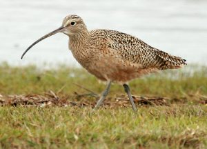 Curlew