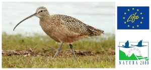 Curlew